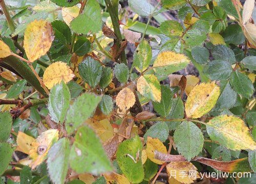 月季葉子發(fā)黃一碰就掉怎么補救？(圖1)