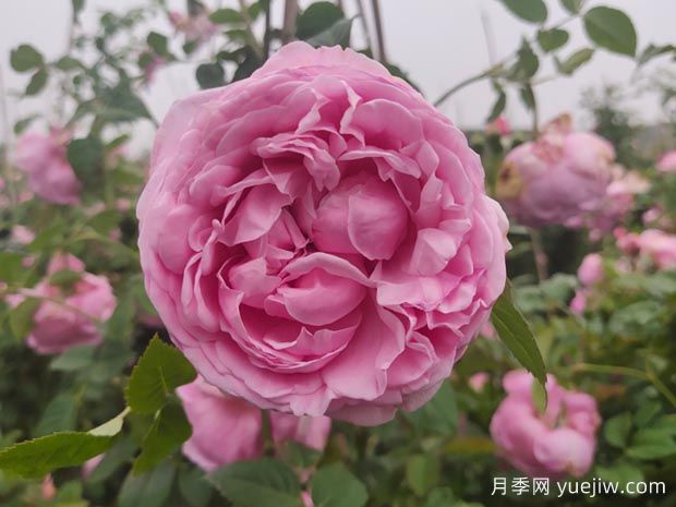 自由精神月季的優(yōu)缺點(diǎn)是什么？介紹(圖1)