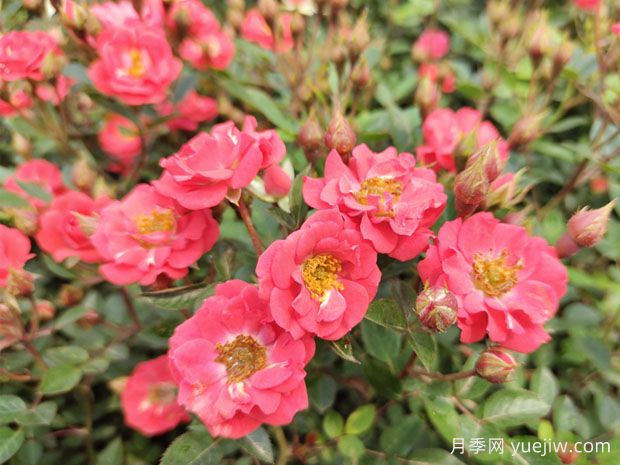 建個(gè)月季小花園，種盆栽月季，品茶賞花(圖1)