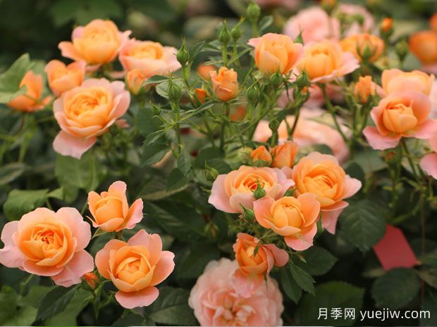 建個(gè)月季小花園，種盆栽月季，品茶賞花(圖2)