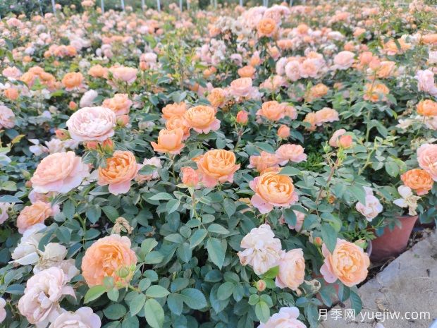 建個(gè)月季小花園，種盆栽月季，品茶賞花(圖3)