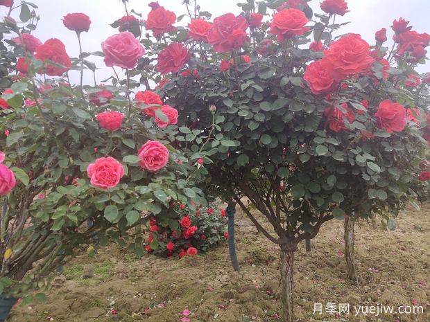 喬木、灌木、藤本植物養(yǎng)護(hù)技術(shù)規(guī)范(圖1)