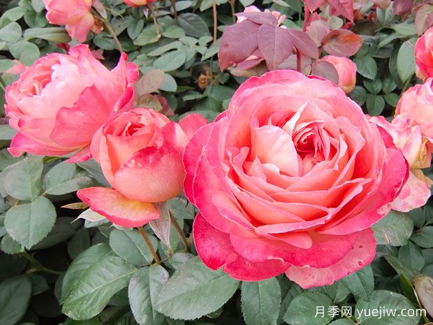 花友養(yǎng)月季，常見的八個(gè)問題解答(圖2)