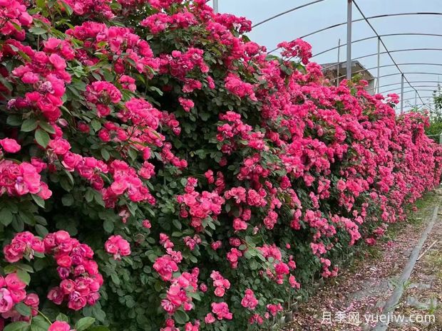 五種高顏值爬藤花，生長迅速，輕松打造美麗花墻(圖1)