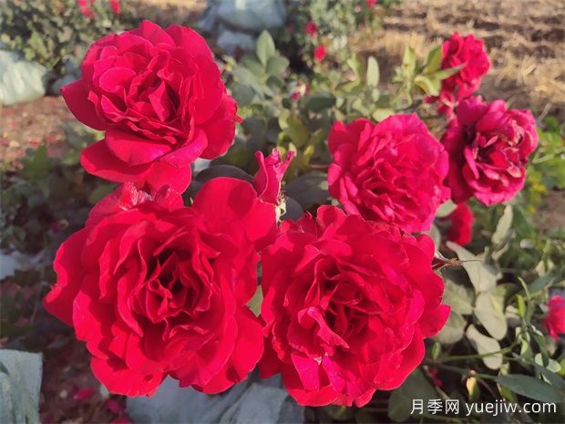 4月份適合種什么花？四月份種什么花好？(圖1)