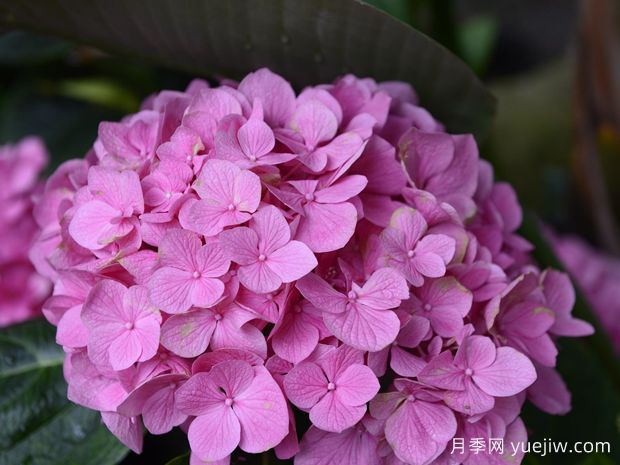 繡球花開完花后什么時候修剪？(圖1)