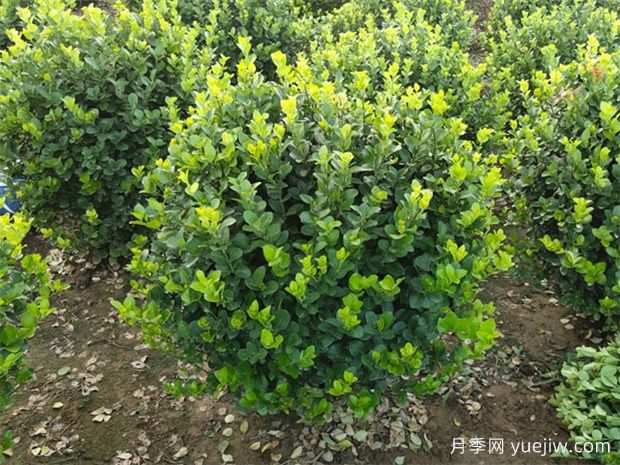 苗木九大傷根難題，你了解幾個？(圖1)