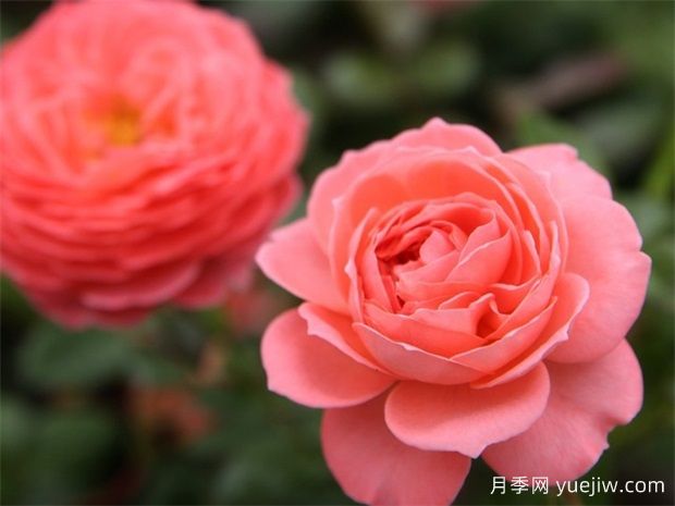 夏日花火月季是灌木還是藤本？(圖1)