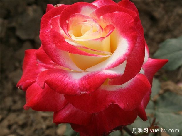 紅雙喜月季的優(yōu)缺點(diǎn)是什么？(圖1)