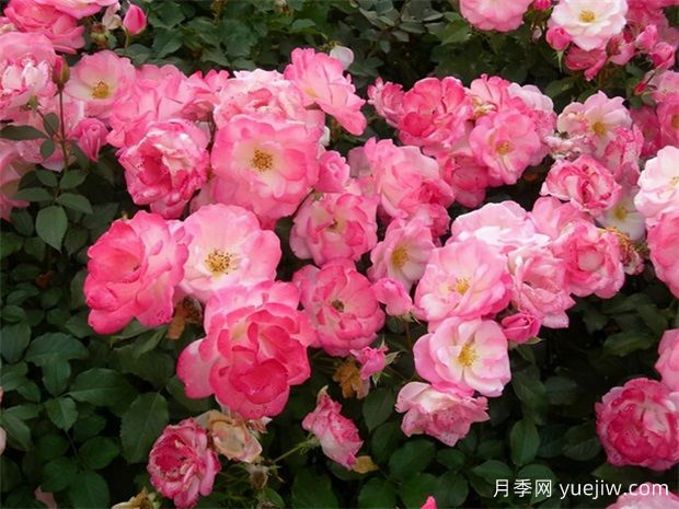 十大熱門月季排行榜，優(yōu)缺點(diǎn)介紹(圖4)