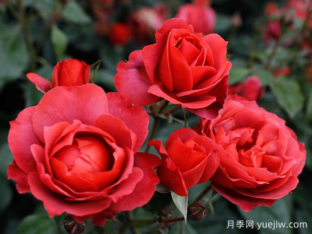 21朵玫瑰：不只是浪漫，還藏著這些深意(圖1)
