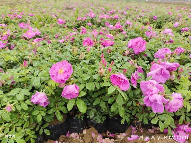 玫瑰花和月季花到底有何不同？(圖1)