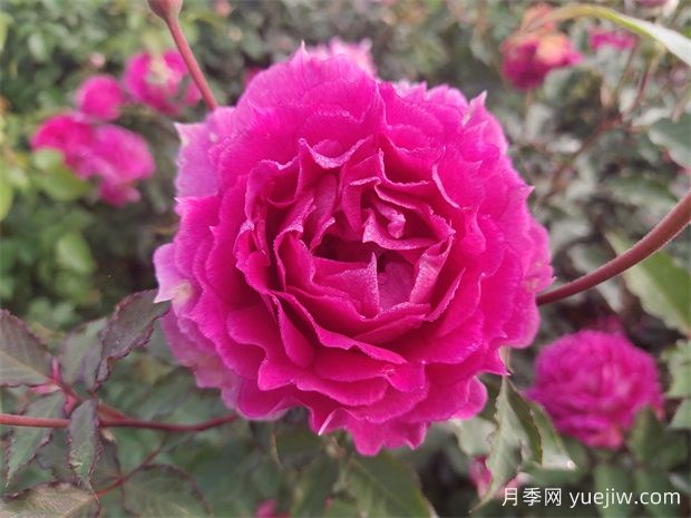 天方夜譚月季，四季開花，濃香耐熱又耐寒(圖1)