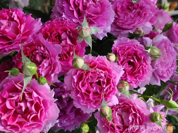 天方夜譚月季，四季開花，濃香耐熱又耐寒(圖2)