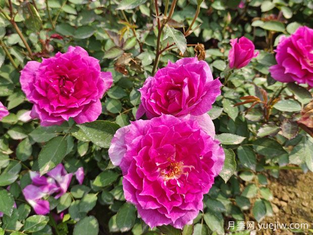 天方夜譚月季，四季開花，濃香耐熱又耐寒(圖3)