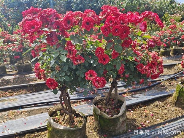月季葉子發(fā)黃？牢記這4點(diǎn)，讓它茁壯成長花開滿枝(圖2)