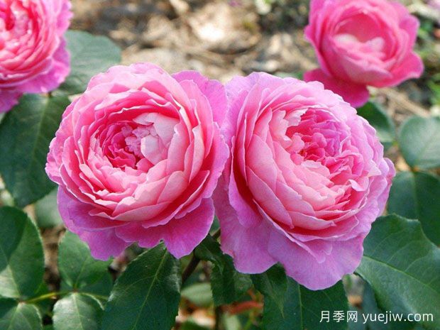 花宮娜月季完美，美麗勤花濃香抗病(圖1)
