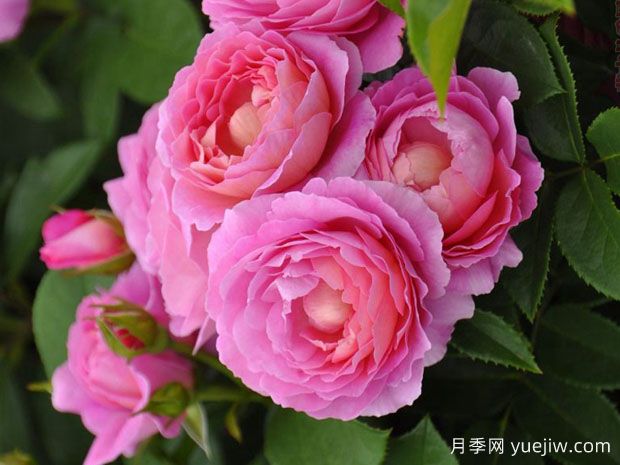 花宮娜月季完美，美麗勤花濃香抗病(圖2)