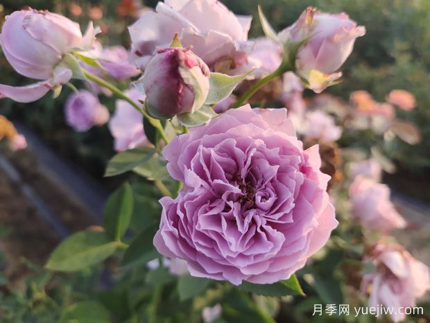 玫瑰花如何拍照？學(xué)會技巧，輕松拍出高級感(圖1)