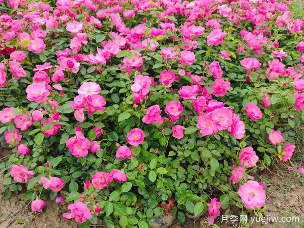 月季怎么養(yǎng)才能開(kāi)花多？(圖1)
