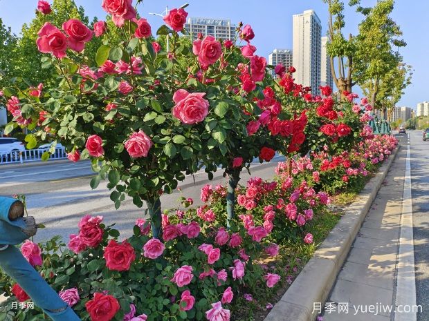 月季花已開！大美南陽等你來！(圖1)