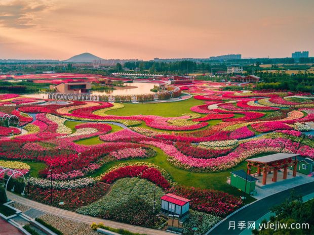 月季花已開！大美南陽等你來！(圖2)