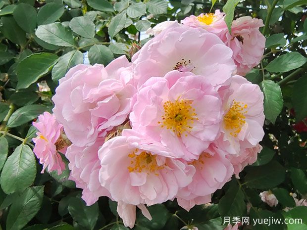 薔薇花，美麗而神秘的花朵(圖1)