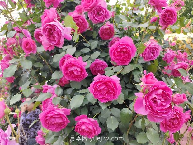藤本月季只需做這5點(diǎn)，春季來場爆花(圖2)