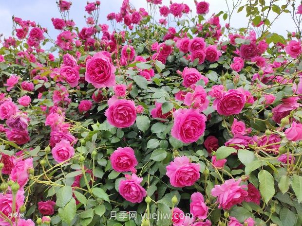 春天月季花敗后，如何掌握快速復花技巧？(圖1)