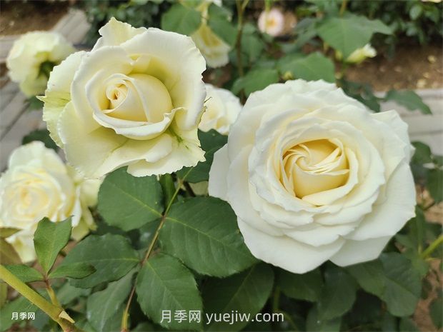 月季花怎么快速復(fù)花？6個技巧讓月季快速復(fù)花(圖1)