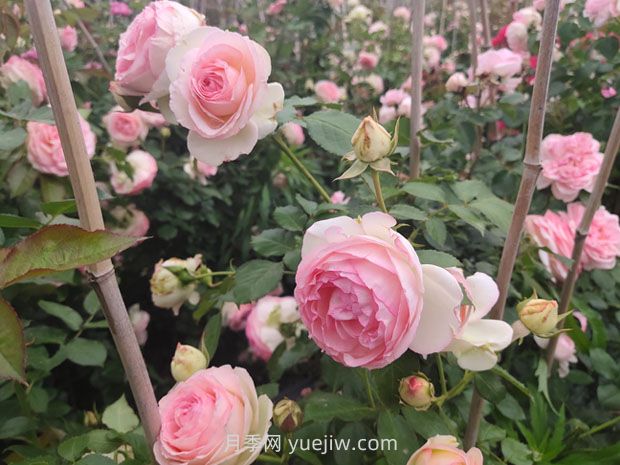 月季長花苞后，花多多和磷酸二氫鉀怎樣用？(圖1)