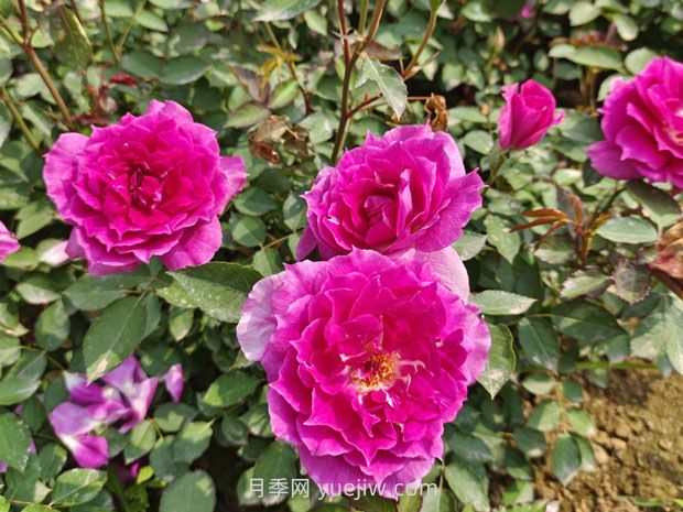 推薦8款月季，好養(yǎng)又好看，耐開抗性好，值得擁有(圖1)
