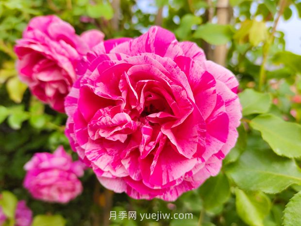 推薦8款月季，好養(yǎng)又好看，耐開抗性好，值得擁有(圖3)