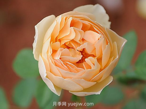 推薦8款月季，好養(yǎng)又好看，耐開抗性好，值得擁有(圖4)