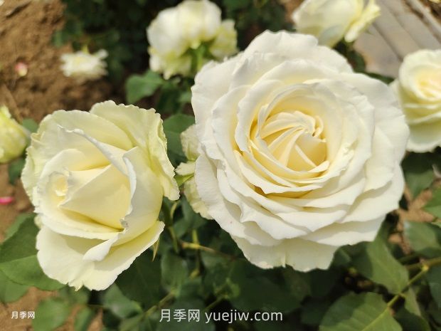推薦50個(gè)大花濃香的熱門月季品種(圖8)