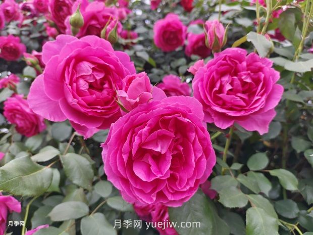 中國十大花卉緣何未納玫瑰花？(圖1)