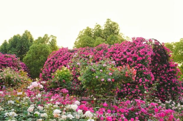 上海前灘休閑公園，月季花海盛景等你賞(圖3)