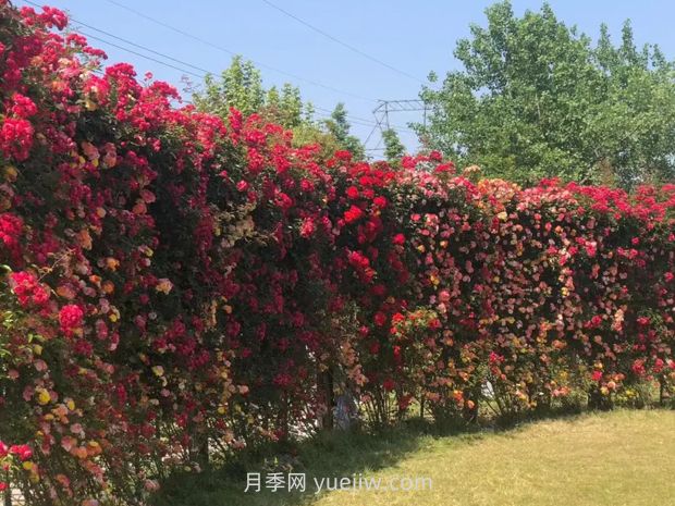 上海放鶴谷無門票，30萬朵200多種月季開成了花海(圖2)