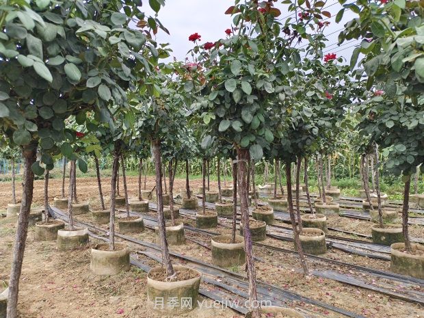 氣溫逐漸上升，春植苗木新芽開始干枯回芽怎么辦？(圖1)