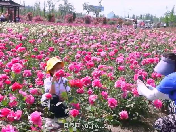 鹽城射陽縣鶴鄉(xiāng)菊海8萬株月季花盛放，打卡圣地(圖1)