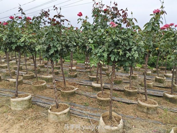 造成樹狀月季不開花的因素有哪些？(圖1)