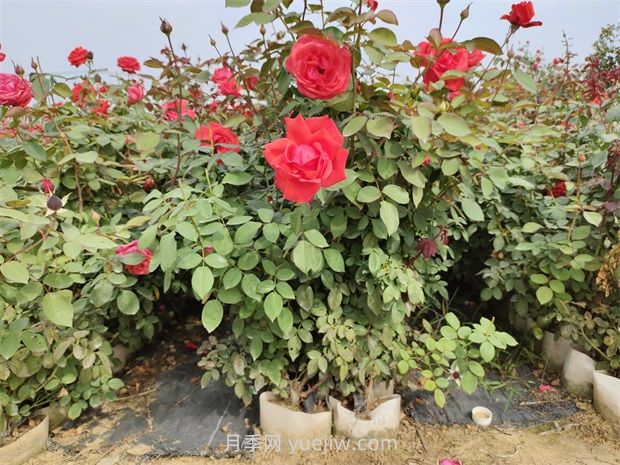 大花月季花可以嫁接培育嗎？(圖1)