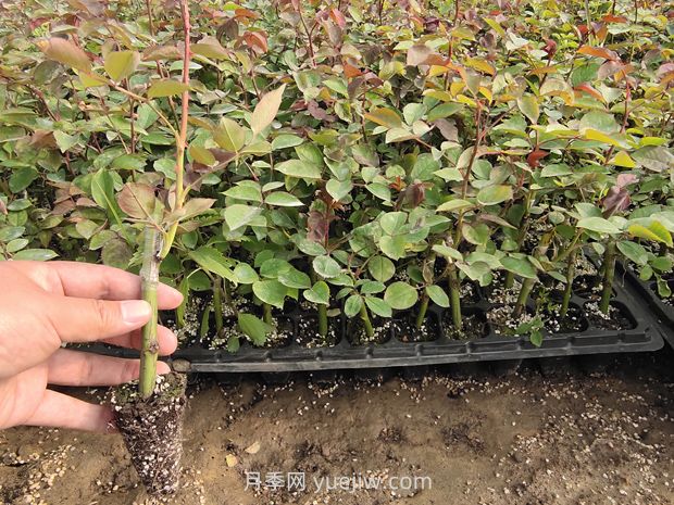 大花月季花可以嫁接培育嗎？(圖2)