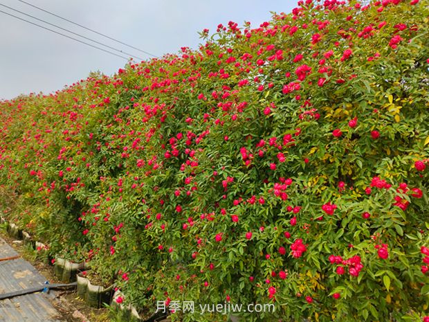 薔薇和藤本月季哪個比較好養(yǎng)？(圖2)