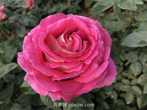 月季花和玫瑰花有什么區(qū)別？(圖1)
