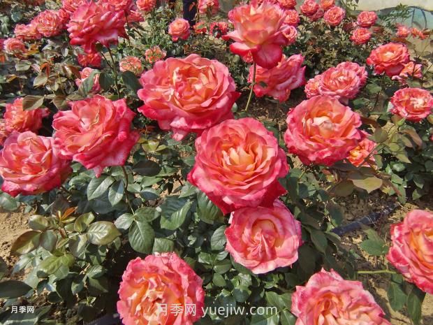月季花花期是什么時候？(圖1)