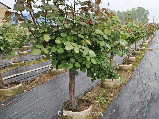 苗木栽植的深度多少***合適？(圖1)