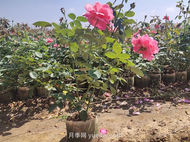 為什么夏季是苗木移植的淡季期呢？(圖1)