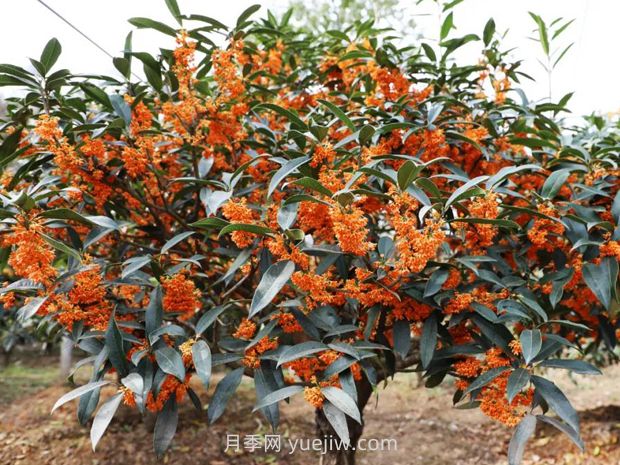 夏季如何讓桂花樹茁壯成長？(圖1)