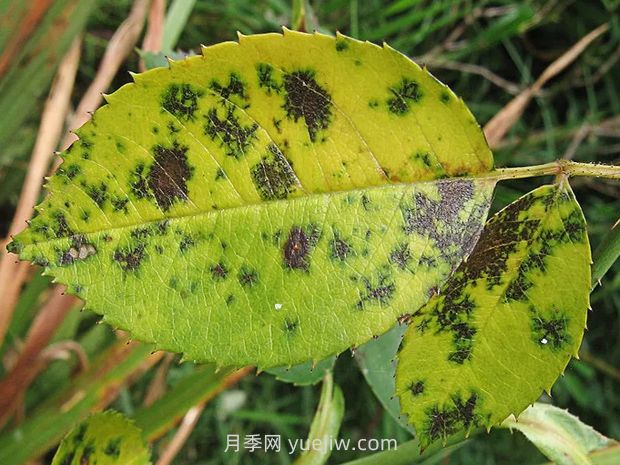 秋季園林苗木病蟲害防治知識(shí)，月季有黑斑病(圖1)